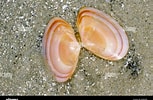 Image result for "tellina Tenuis". Size: 153 x 100. Source: www.alamy.com