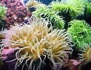 Image result for Ocean anemone. Size: 130 x 100. Source: ourmarinespecies.com