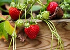 Bildresultat för Strawberry Plants. Storlek: 139 x 100. Källa: www.thespruce.com