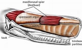 Image result for Potvis Anatomie. Size: 162 x 100. Source: www.nd.nl