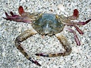 Image result for "portunus Spinimanus". Size: 134 x 100. Source: www.inaturalist.org