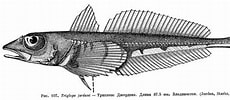 Image result for Triclops Anatomy. Size: 230 x 100. Source: fishbiosystem.ru