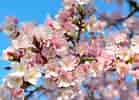 Kuvatulos haulle Cherry Blossom. Koko: 139 x 100. Lähde: resepburgopalembang.blogspot.com