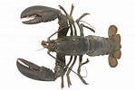 Image result for American Lobster Species. Size: 149 x 100. Source: www.greelane.com
