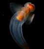 Image result for "clione limacina Antarctica". Size: 90 x 100. Source: www.realmonstrosities.com