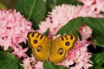 Résultat d’image pour Bisous papillons. Taille: 150 x 100. Source: www.pinterest.com