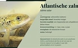 Image result for Atlantische Kleinstaarthaai Geslacht. Size: 162 x 100. Source: www.onzenatuur.be