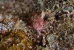 Image result for "menaethius Orientalis". Size: 148 x 100. Source: www.flickr.com