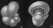 Afbeeldingsresultaten voor "hastigerina Pelagica". Grootte: 185 x 100. Bron: www.marinespecies.org