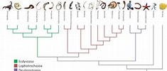 Afbeeldingsresultaten voor Starfish Phylogenetic Tree. Grootte: 235 x 100. Bron: bio113portfolioleighhobson2.weebly.com