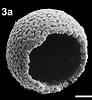 Image result for Calciodinellaceae. Size: 92 x 100. Source: www.mikrotax.org