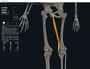 Image result for Musculus Gracilis Slagader. Size: 130 x 100. Source: integrativewellnessandmovement.com