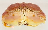 Afbeeldingsresultaten voor Calappa sulcata Stam. Grootte: 159 x 100. Bron: www.flickr.com