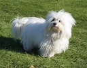 mida de Resultat d'imatges per a Coton De Tulear.: 128 x 100. Font: animalsbreeds.com