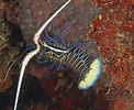 Image result for Panulirus versicolor. Size: 122 x 100. Source: www.fishncorals.com