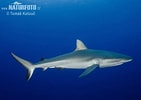 Afbeeldingsresultaten voor "carcharhinus Amblyrhynchoides". Grootte: 141 x 100. Bron: www.naturephoto-cz.com