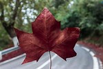 Tamaño de Resultado de imágenes de Red Maple Leaves.: 150 x 100. Fuente: www.pexels.com