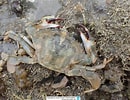 Image result for Charybdis Charybdis japonica Familie. Size: 130 x 100. Source: www.meerwasser-lexikon.de