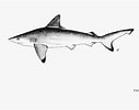 Image result for "carcharhinus Hemiodon". Size: 127 x 100. Source: shark-references.com