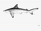 Image result for "carcharhinus Hemiodon". Size: 133 x 100. Source: shark-references.com