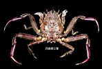 Image result for "dorippe Quadridens". Size: 148 x 100. Source: www.marinespecies.org
