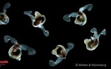 Image result for "limacina retroversa Australis". Size: 160 x 100. Source: e3.eurekalert.org
