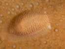 Afbeeldingsresultaten voor "simnia Patula". Grootte: 132 x 100. Bron: www.britishmarinelifepictures.co.uk