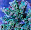Image result for Acropora. Size: 105 x 100. Source: fragbox.ca