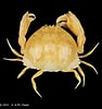 Image result for "calappa Lophos". Size: 94 x 100. Source: www.crustaceology.com