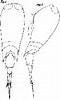 Afbeeldingsresultaten voor "corycaeus Flaccus". Grootte: 60 x 100. Bron: copepodes.obs-banyuls.fr