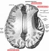Bildergebnis für corpus callosum splenium. Größe: 97 x 100. Quelle: www.ars-neurochirurgica.com