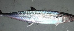 Image result for Oostatlantische Koningsmakreel Geslacht. Size: 237 x 100. Source: fishidentificationblog.blogspot.com