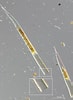 Afbeeldingsresultaten voor "Helicostomella subulata". Grootte: 73 x 100. Bron: nordicmicroalgae.org