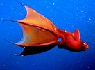 Image result for Black Vampire Squid. Size: 137 x 100. Source: adlayasanimals.wordpress.com