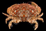 Image result for Leptodius sanguineus. Size: 150 x 100. Source: www.roboastra.com