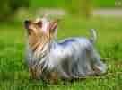 Billedresultat for Silky Terrier. størrelse: 136 x 100. Kilde: www.pets4homes.co.uk
