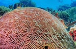 Image result for Zachte koralen Lijst. Size: 155 x 100. Source: myanimals.com