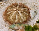 Image result for Lytechinus variegatus Order. Size: 125 x 100. Source: www.marinehome.fr