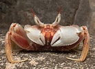 Image result for Ocypode ceratophthalmus Roofdieren. Size: 138 x 100. Source: www.flickr.com
