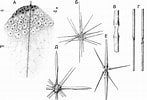 Image result for "acanthocolla Cruciata". Size: 147 x 100. Source: www.zoology.bio.spbu.ru