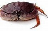 Image result for Calappa sulcata Stam. Size: 153 x 93. Source: txmarspecies.tamug.edu