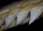 Image result for "hemipristis Elongatus". Size: 138 x 100. Source: phatfossils.com