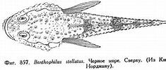Image result for Benthophilus stellatus Klasse. Size: 235 x 100. Source: fishbiosystem.ru