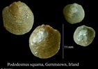 Afbeeldingsresultaten voor "pododesmus Squama". Grootte: 141 x 100. Bron: www.marinespecies.org