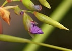 Image result for "thalia Longicauda". Size: 142 x 100. Source: www.zambiaflora.com