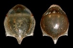 Image result for "cavolinia tridentata Tridentata". Size: 152 x 100. Source: seaslugsofhawaii.com