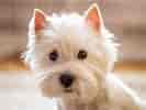 Image result for West Highland White Terrier. Size: 133 x 100. Source: animalia-life.club