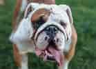 Image result for Engelsk Bulldog. Size: 139 x 100. Source: bulldogpapa.com