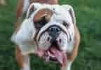Engelsk Bulldog కోసం చిత్ర ఫలితం. పరిమాణం: 144 x 100. మూలం: bulldogpapa.com
