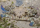 Image result for Portunus pelagicus Geslacht. Size: 141 x 100. Source: www.flickr.com